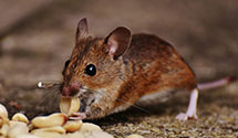 24 Hour & Emergency Exterminators in Wing, IL